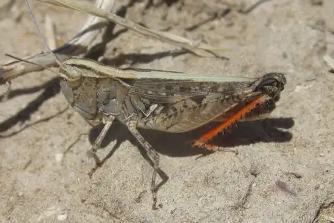 White-whiskered grasshopper