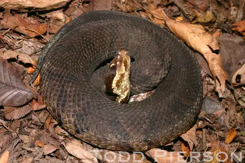 Northern Cottonmouth