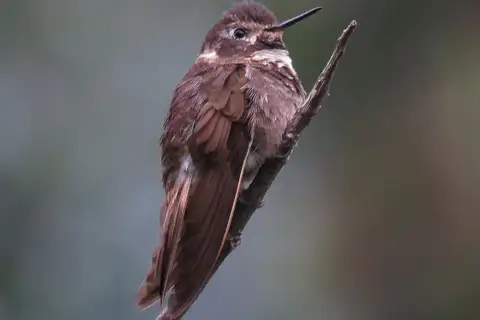 Purple-backed Sunbeam