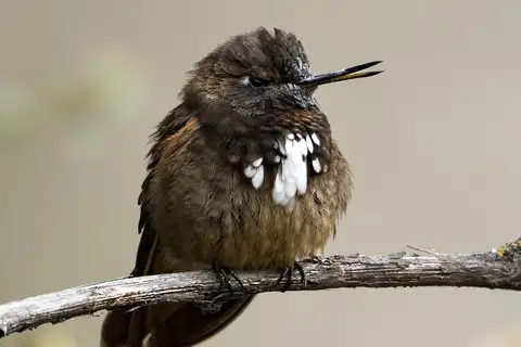 White-tufted Sunbeam