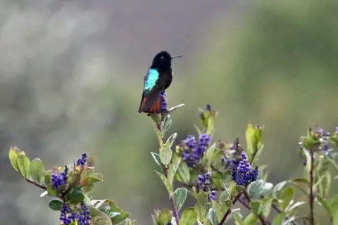 Black-hooded Sunbeam