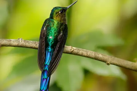 Violet-tailed Sylph