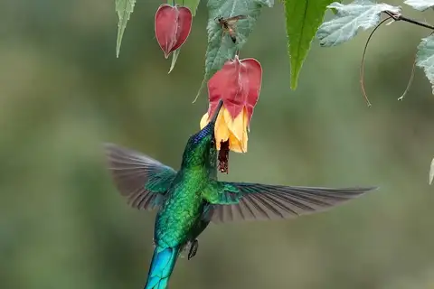 Long-tailed Sylph