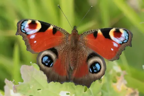 European Peacock Butterfly