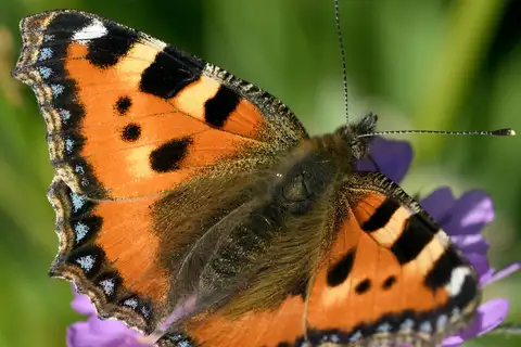 Small Tortoiseshell