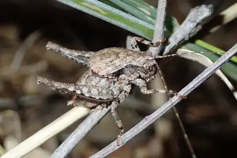 Diminutive Shieldback