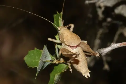 Forest Home Shieldback