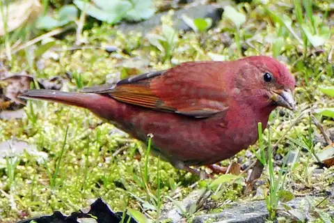Blanford's Rosefinch