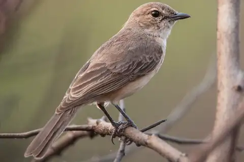 Pale Flycatcher