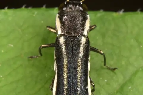Two-lined Chestnut Borer