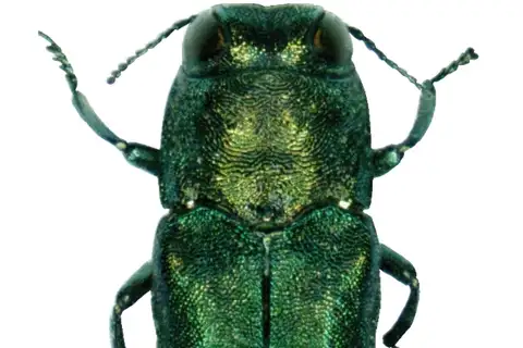 Emerald Ash Borer
