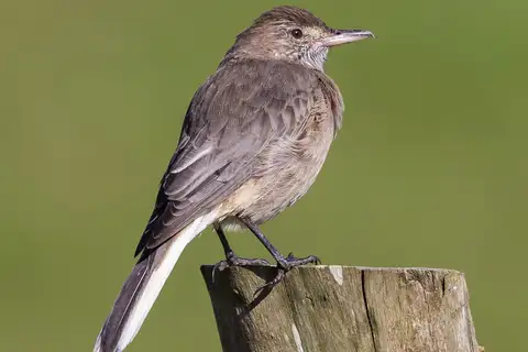 White-tailed Shrike-Tyrant
