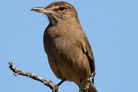 Grey-bellied Shrike-Tyrant