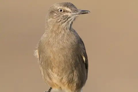Black-billed Shrike-Tyrant