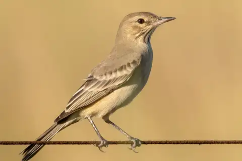 Lesser Shrike-Tyrant