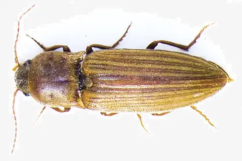 Lined Click Beetle