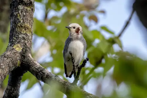 Chestnut-cheeked Starling
