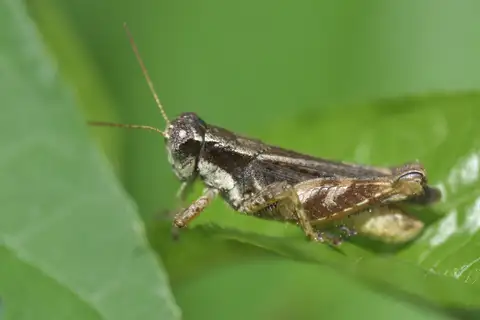Aztec Spur-throated Grasshopper