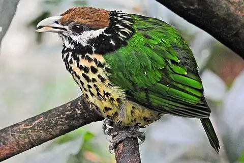 White-eared Catbird