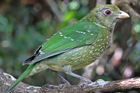 Green Catbird