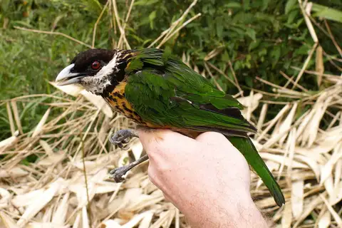 Ochre-breasted Catbird