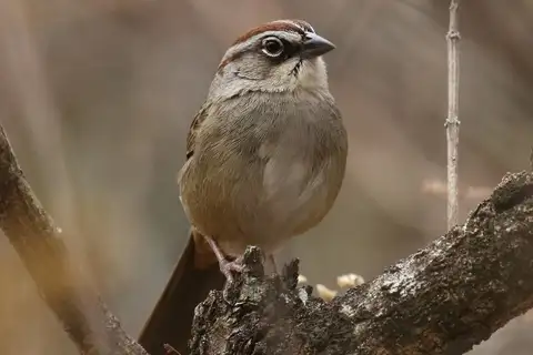 Oaxaca Sparrow