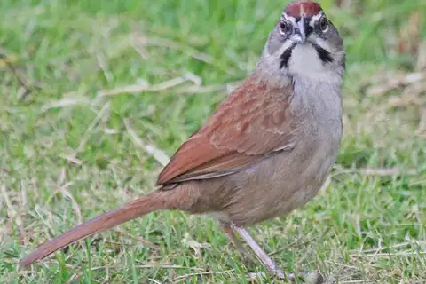 Rusty Sparrow