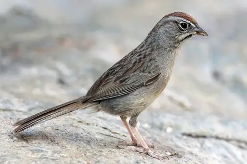 Rufous-crowned Sparrow