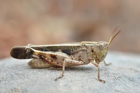 Broad Green-winged Grasshopper