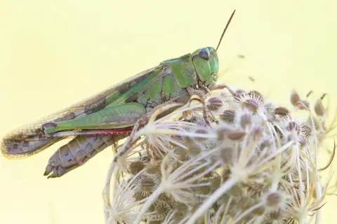 Slender Green-winged Grasshopper