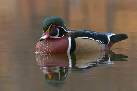 Wood Duck
