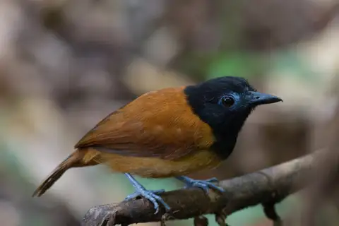 White-shouldered Antbird