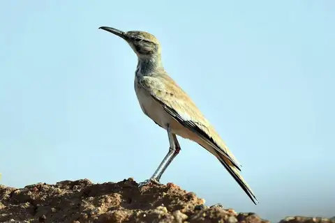 Greater Hoopoe-Lark