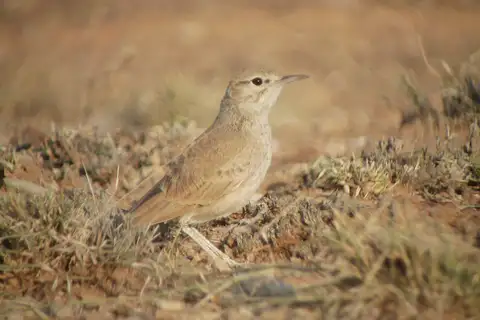 Lesser Hoopoe-Lark