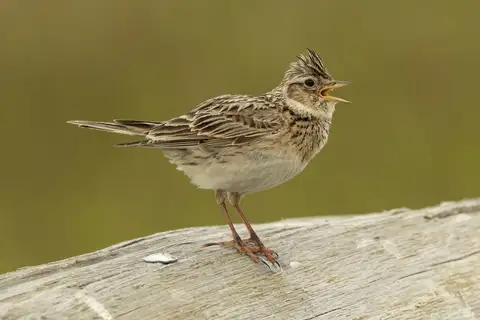 Eurasian Skylark