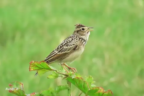 Oriental Skylark