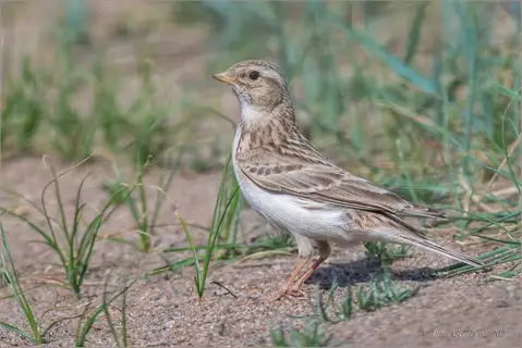 Asian Short-toed Lark