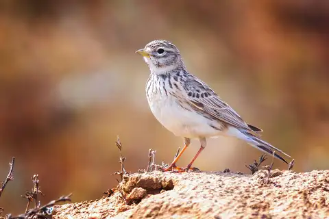Turkestan Short-toed Lark
