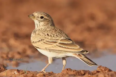Mediterranean Short-toed Lark