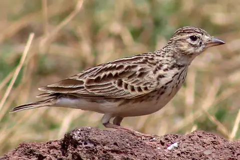 Somali Short-toed Lark