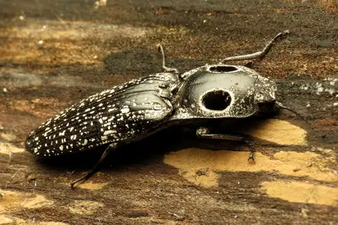 Eastern Eyed Click Beetle