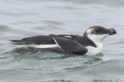 Razorbill