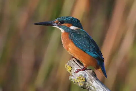 Common Kingfisher
