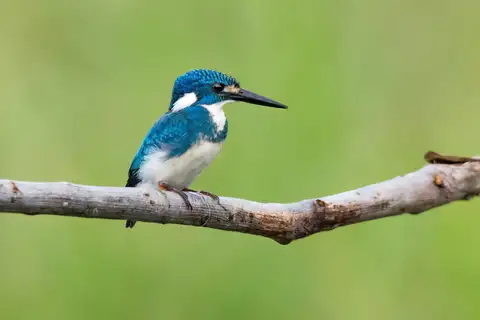 Cerulean Kingfisher