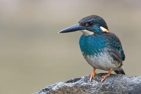 Javan Blue-banded Kingfisher
