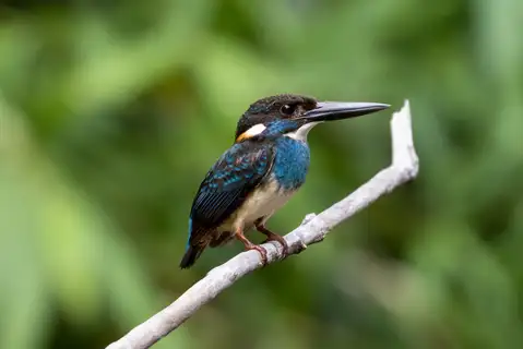 Malaysian Blue-banded Kingfisher