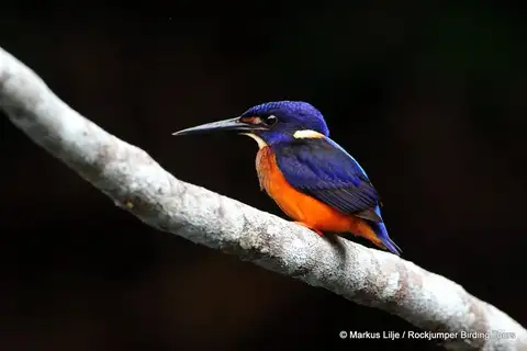 Shining-blue Kingfisher