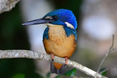 Half-collared Kingfisher