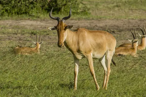 Hartebeest