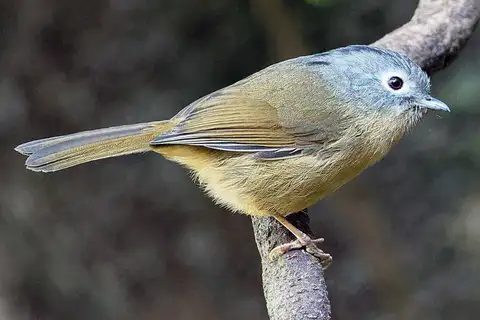 Yunnan Fulvetta